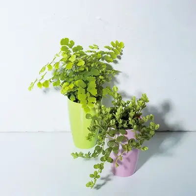 φ6.5cm×10cmポットに入っていますのでどこにでもすぐに飾れます。 φ6.5cm×10cmポットに入っていますのでどこにでもすぐに飾れます。