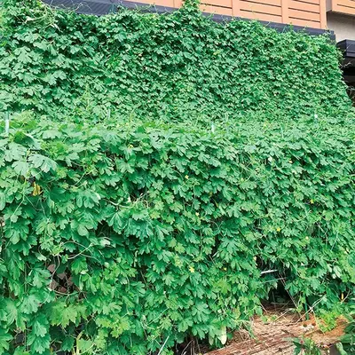 春先に種をまけば、夏には窓の前に立派な緑のカーテンが完成します。地球温暖化の抑制にもつながります。