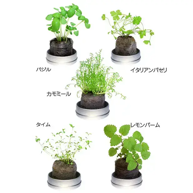 リトルハーブ(ミニ缶入り)