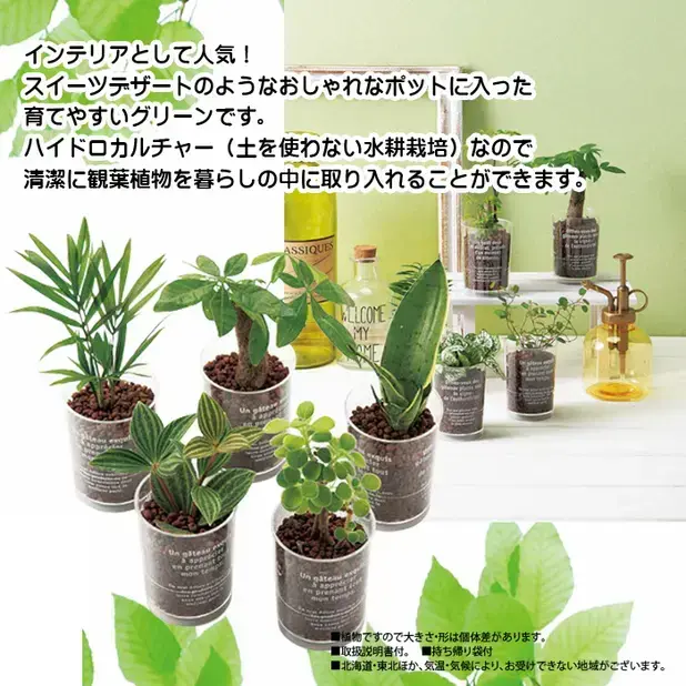 デザートカップ観葉植物