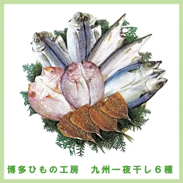 博多ひもの工房 九州一夜干し6種