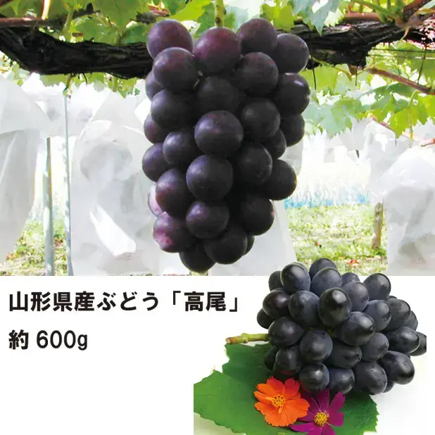 山形県産 ぶどう「高尾」