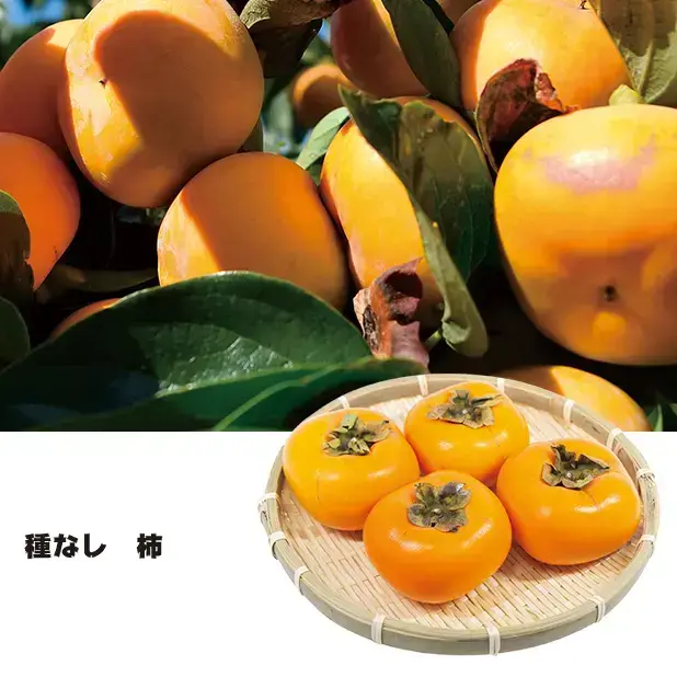 種なし柿