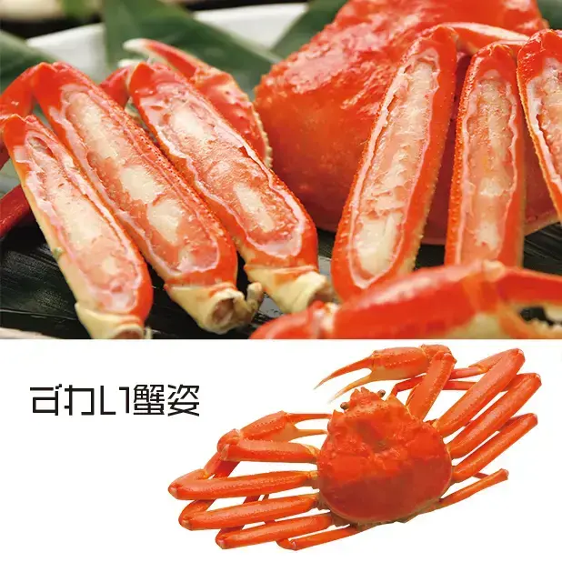ずわい蟹姿